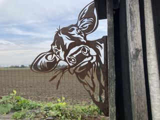 AC42 - Tête de vache